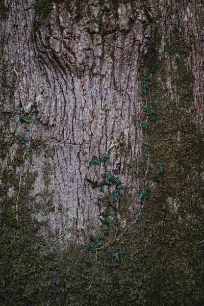 树干苔藓特写照片